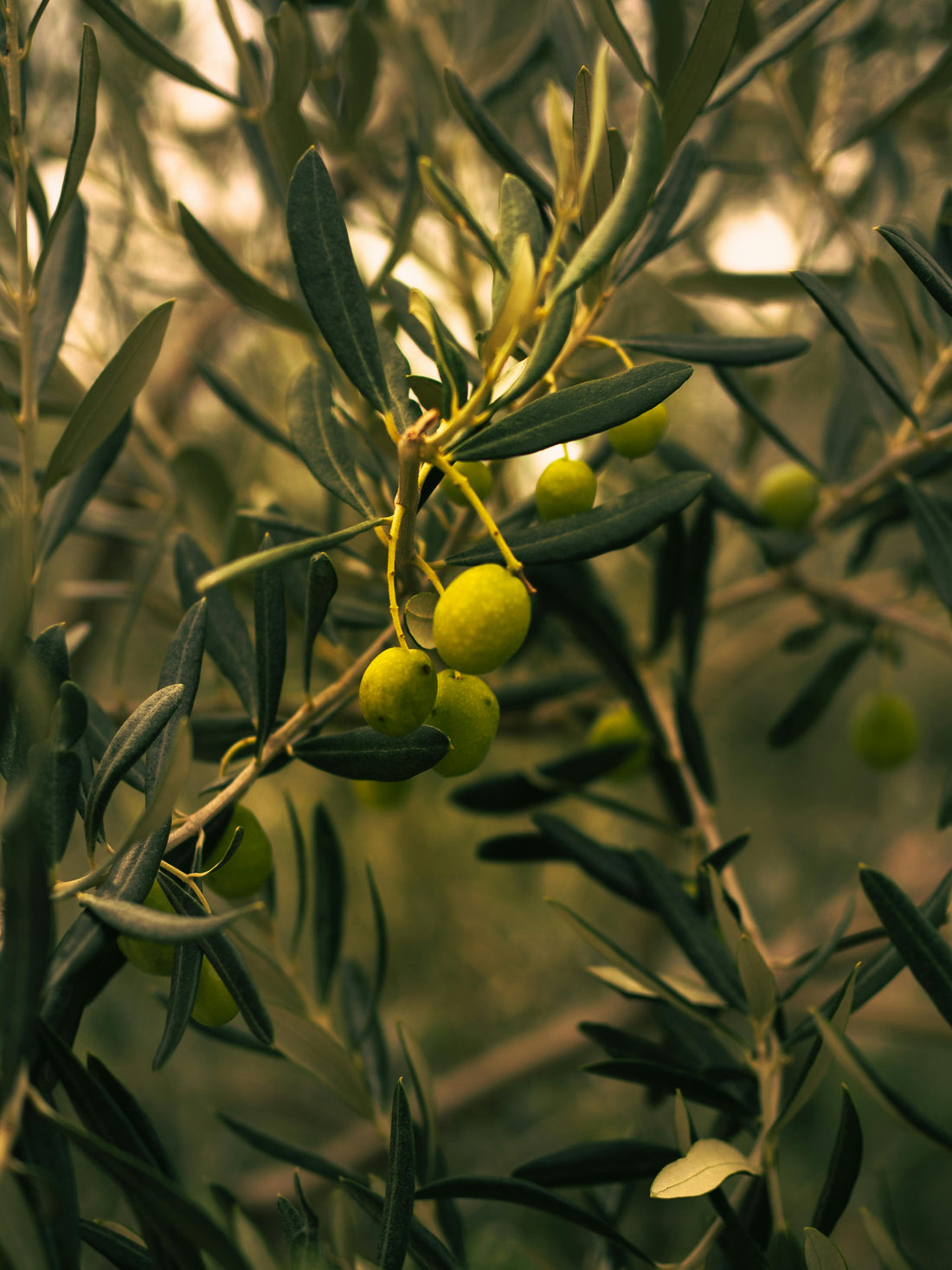 The Benefits of Olive Wood in the Kitchen